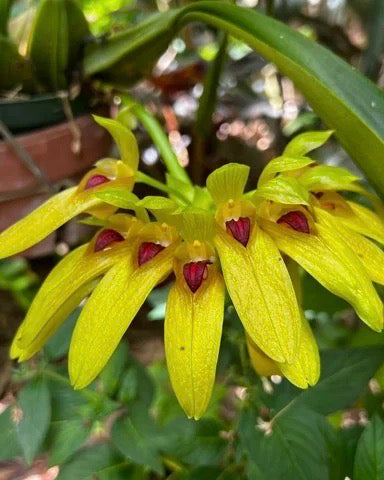 Bulbophyllum Graveolens