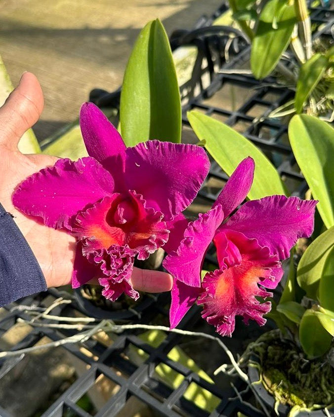 Cattleya Pink