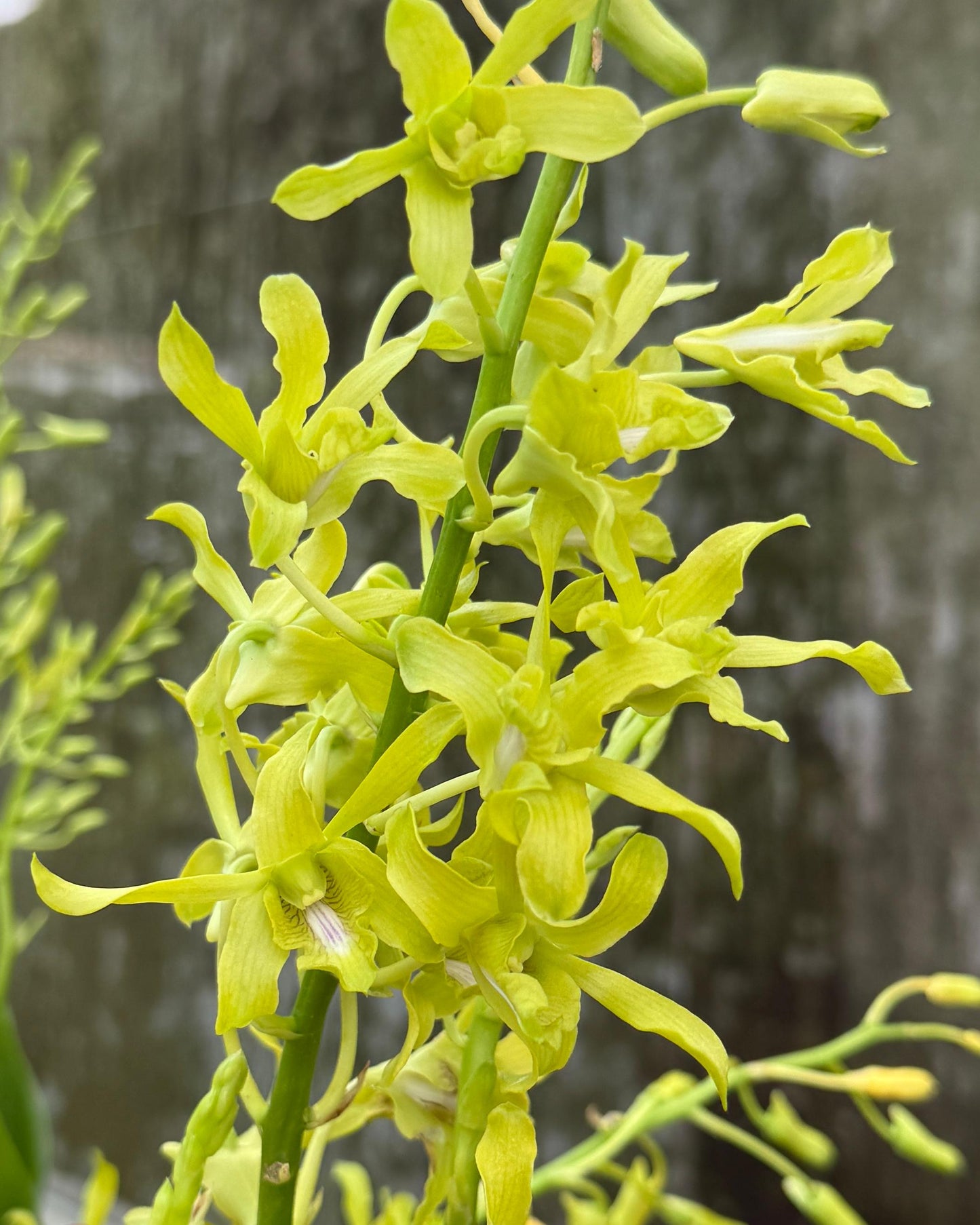 Dendrobium Cesar Green