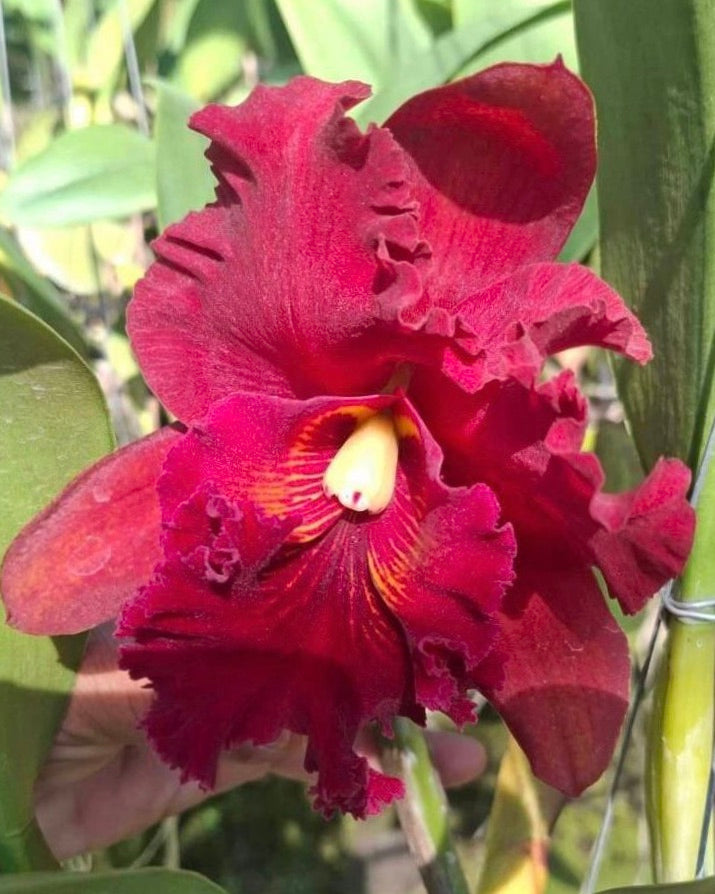 Cattleya Chomyong Beauty x Siam Dragon