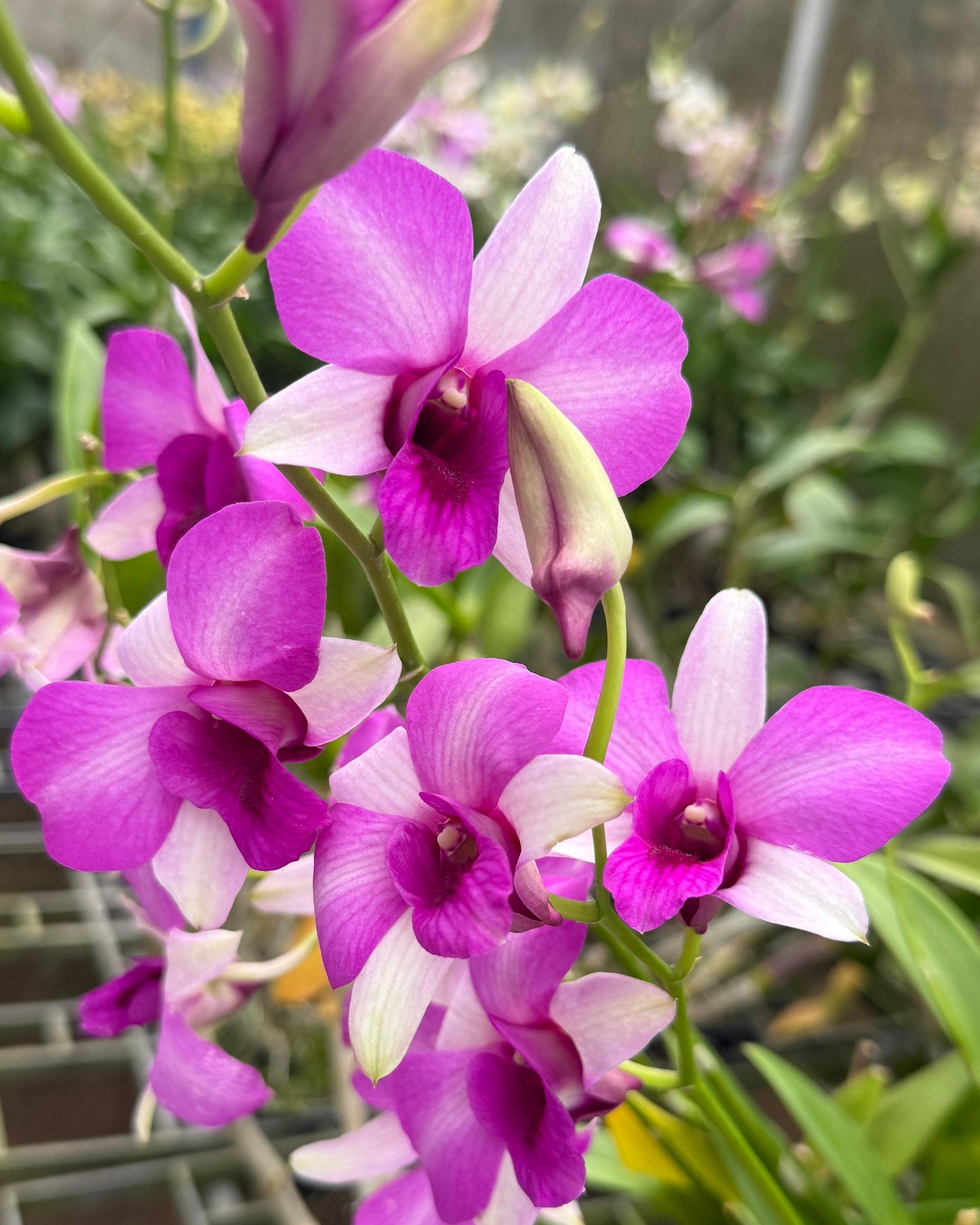 Dendrobium Rainbow