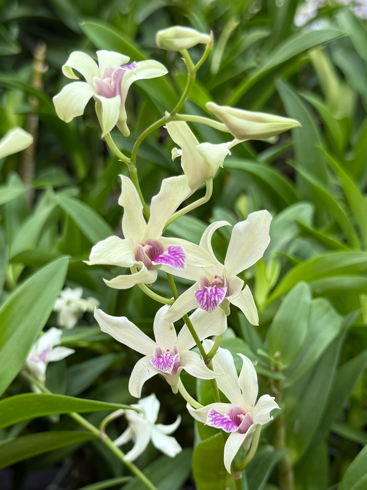Dendrobium Cesar Bangkok
