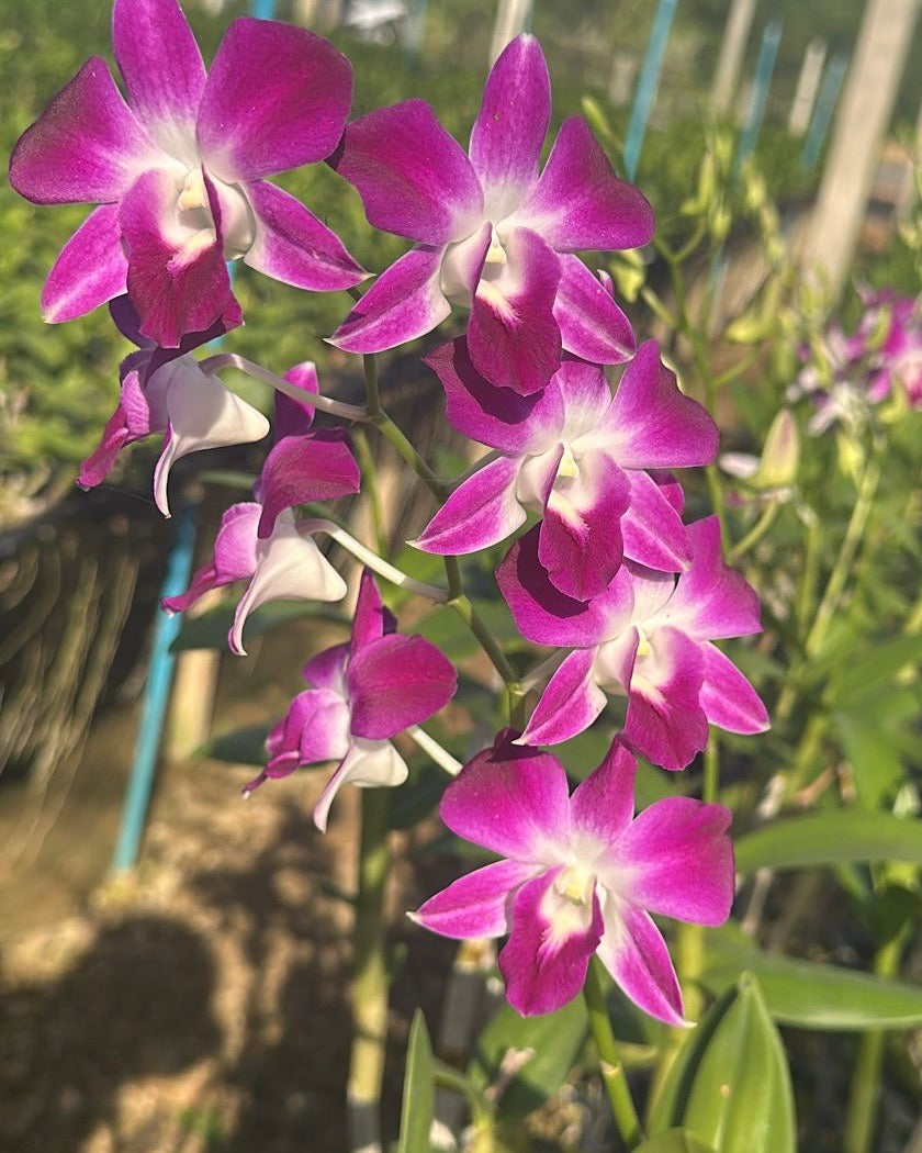 Dendrobium Earsekul