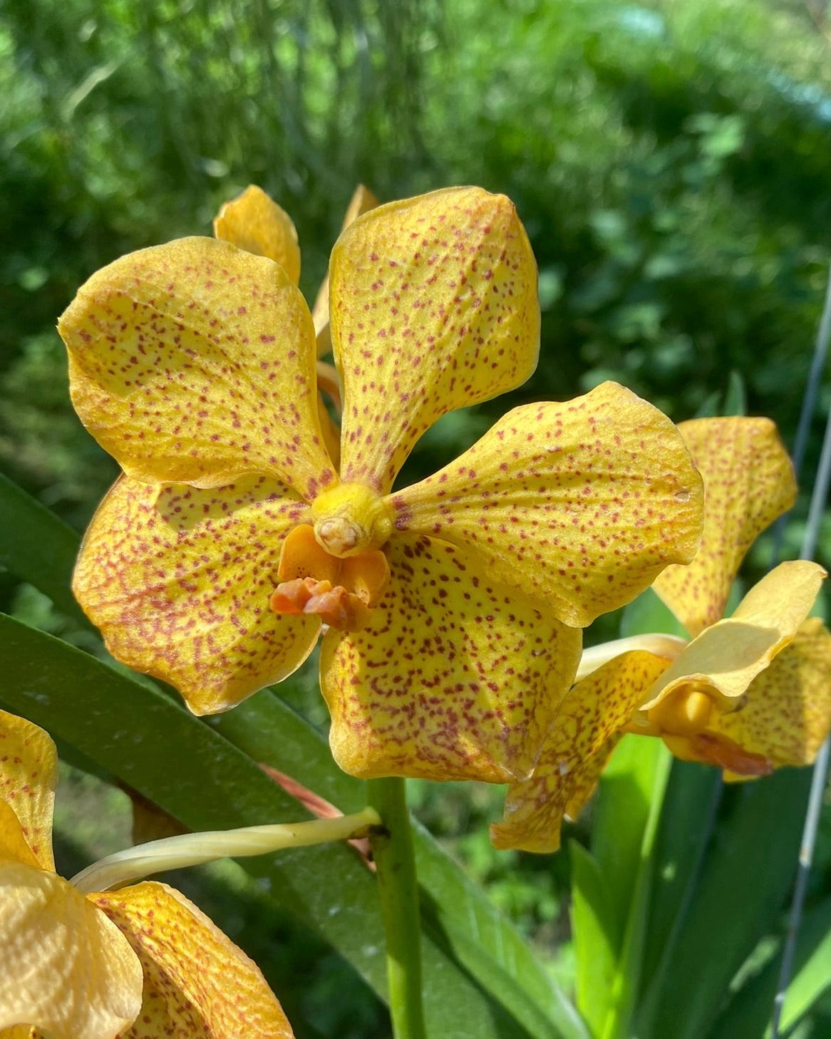 Vanda Ratchaburi Beauty x Tessellata