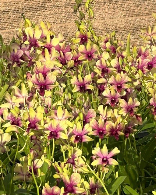 Dendrobium Emerald Splash (K 81)