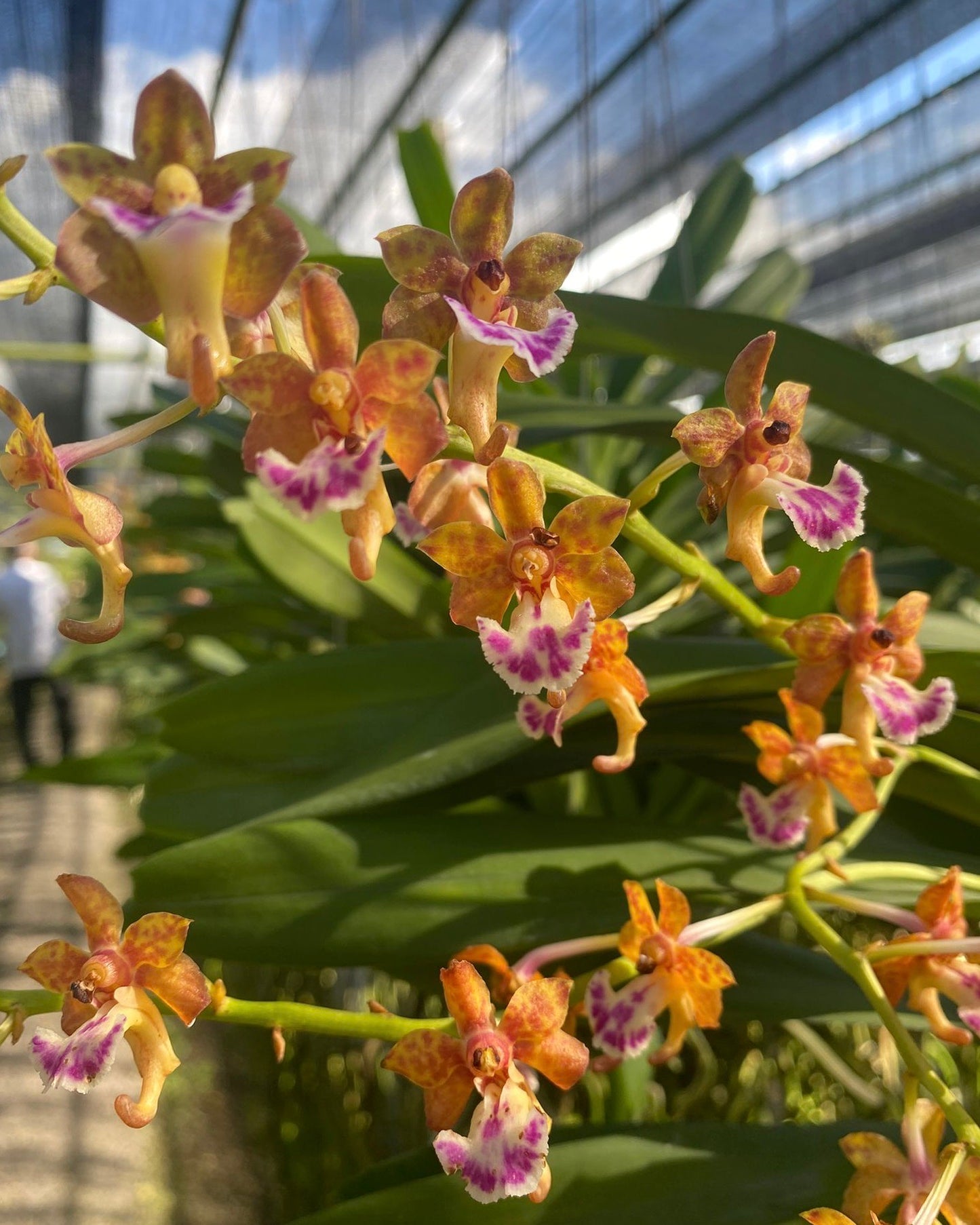 Aerides Flabellata