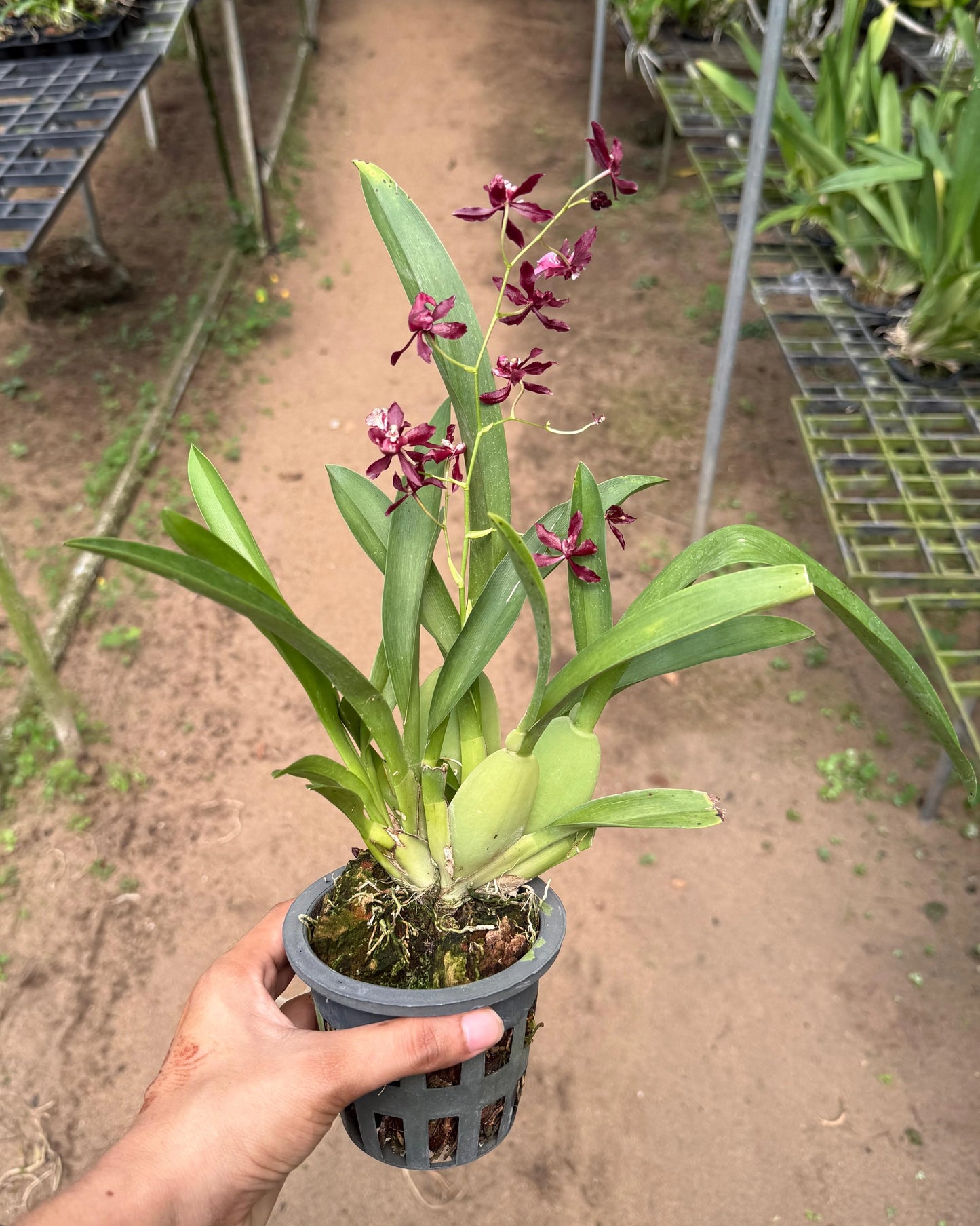 Oncidium Jairak Red