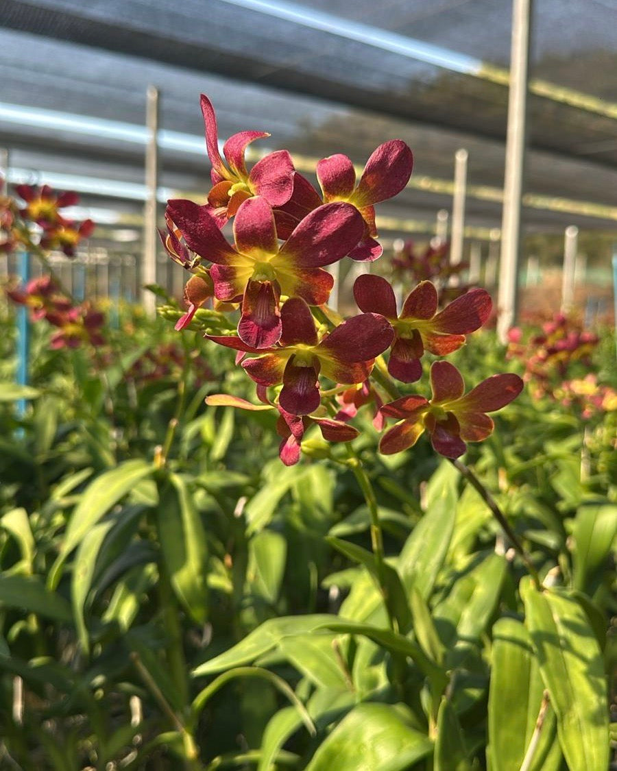 Dendrobium JK 3 K 62 (6 inch Potted)