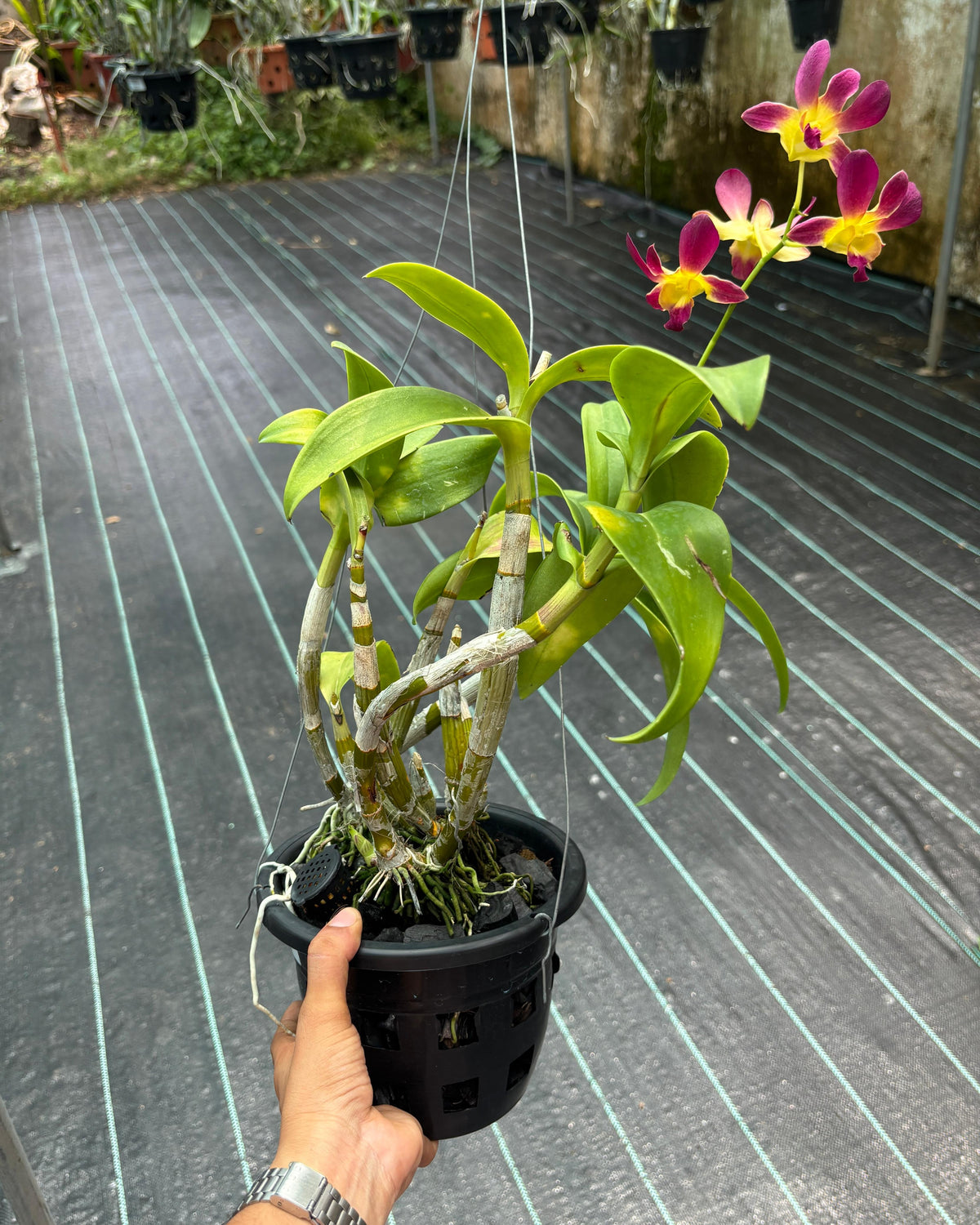 Dendrobium k 4160 Potted