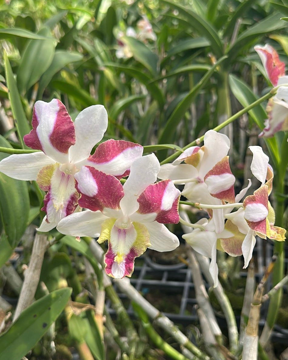 Dendrobium King Dragon Hybrid