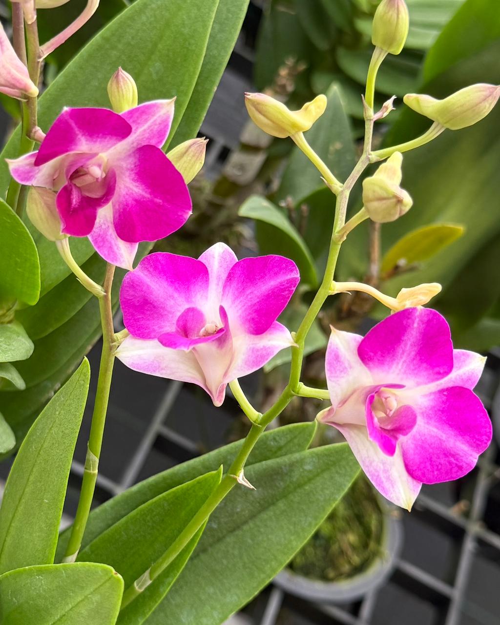 Dendrobium Kitty (K 3202)