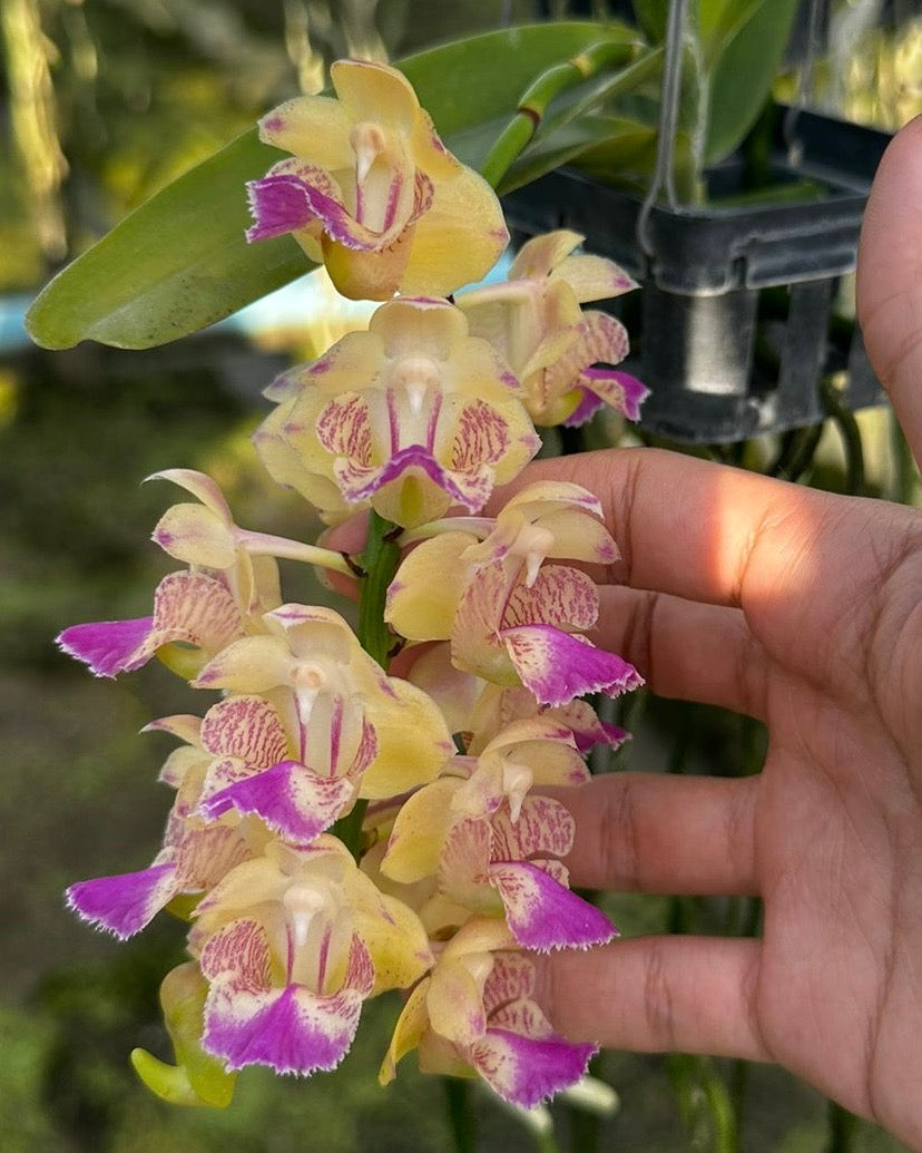 Aerides Korat Koki