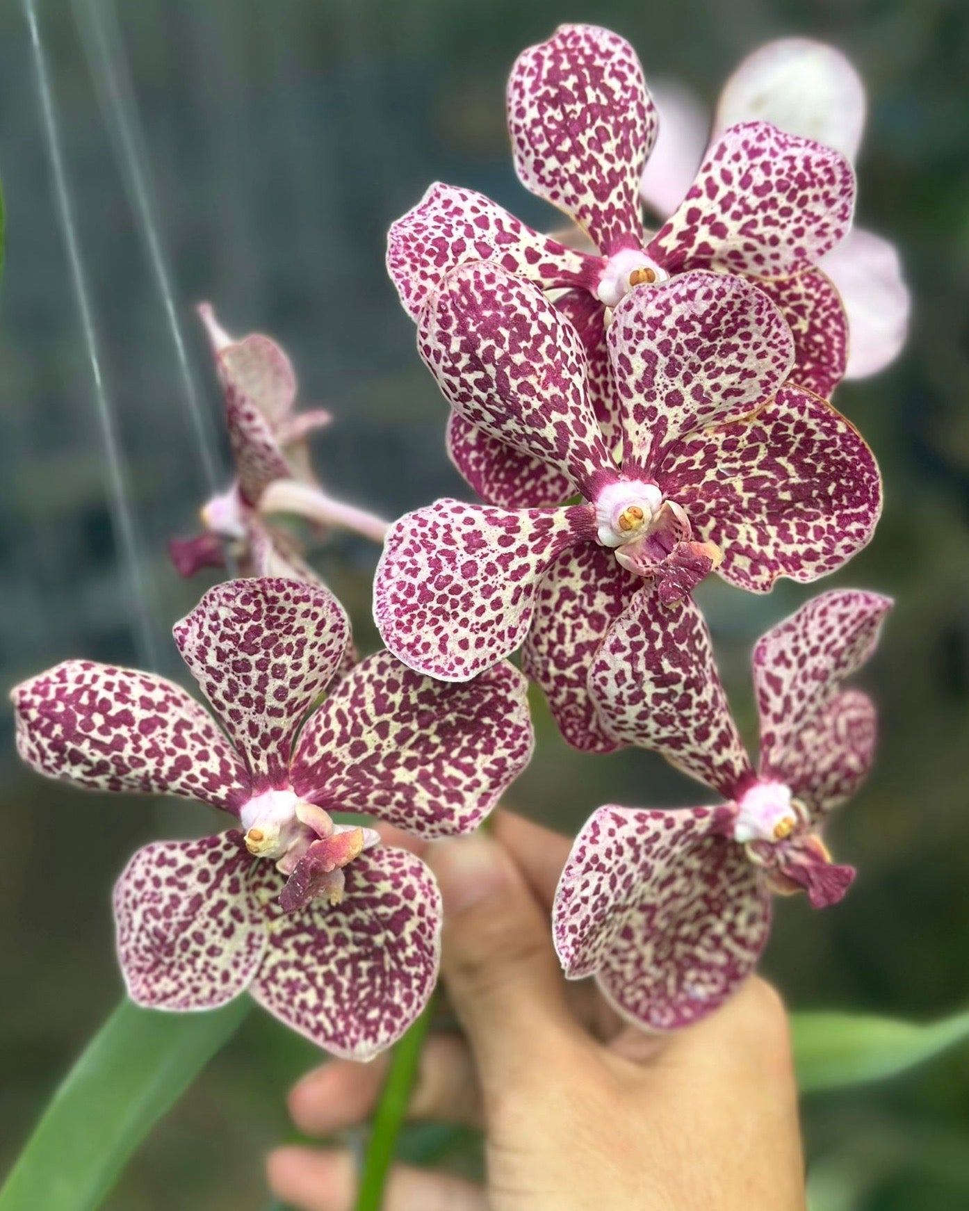 Vanda Kulwadee Fragrance x Tricolor