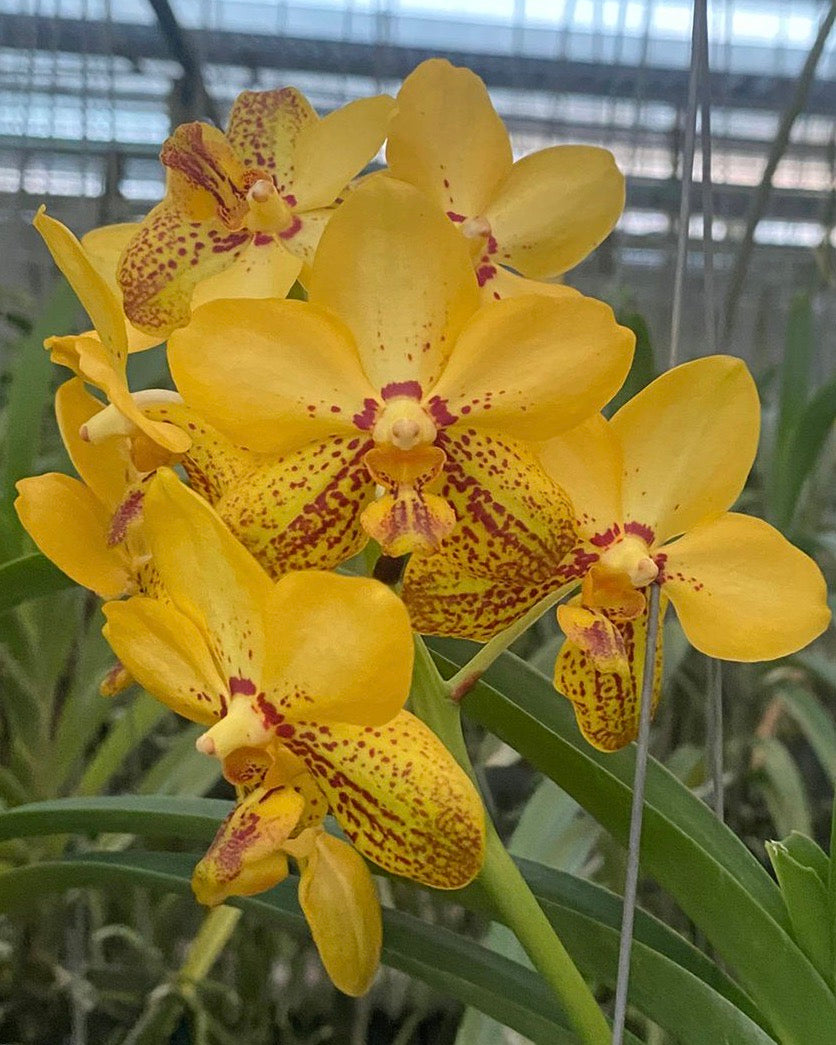 Vanda Lame Good Fellow
