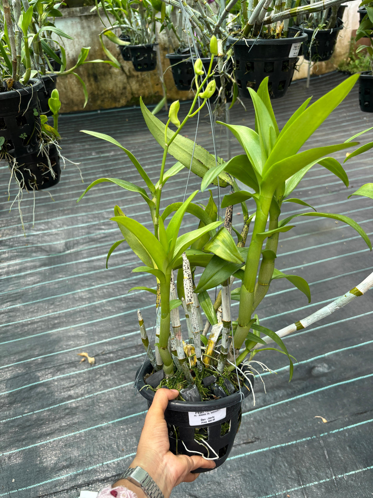 Dendrobium Liberty (6 inch Potted)