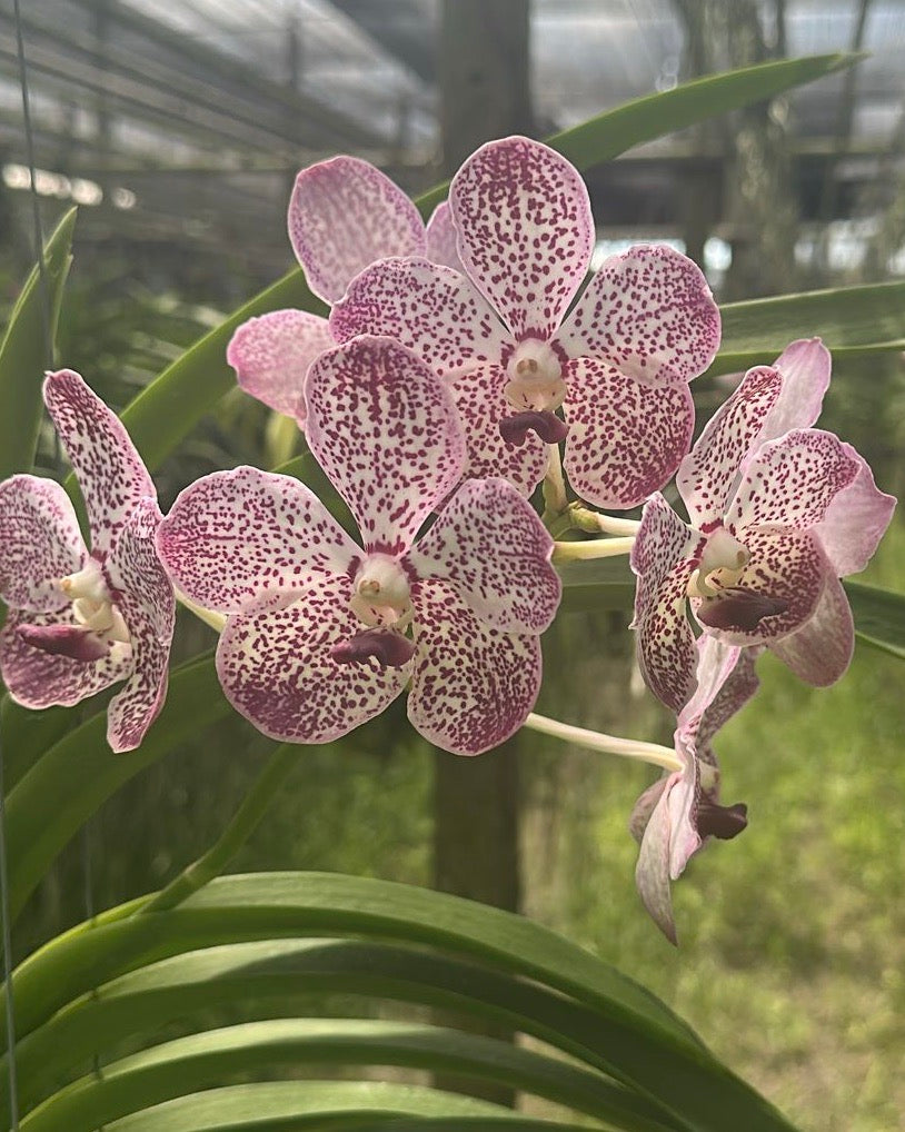 Vanda Kulwadee Fragrance x Luzonica (Pink)