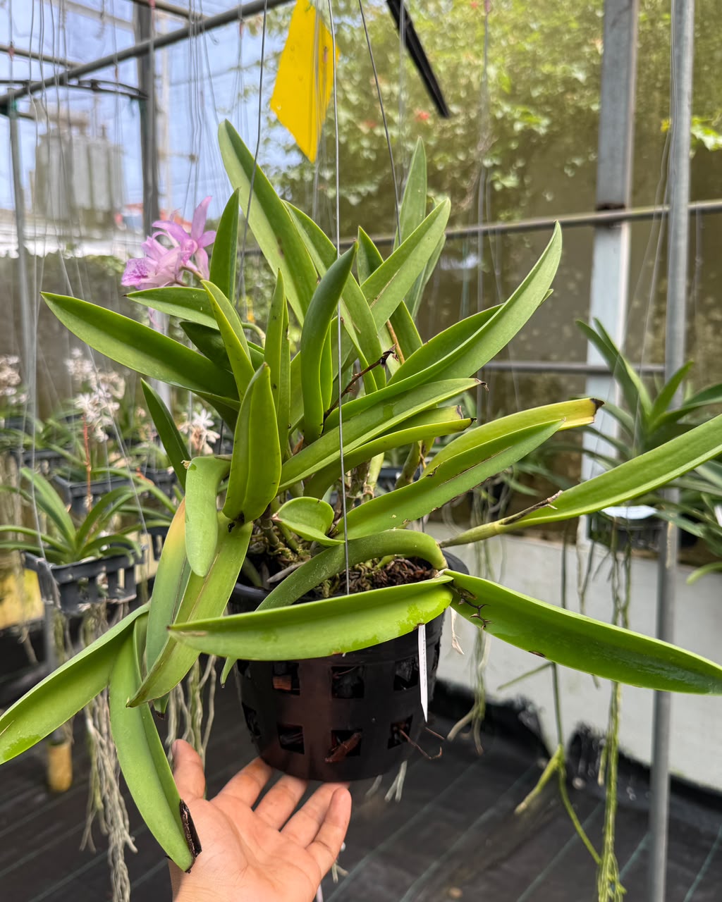 Cattleya Maikai Mayumi