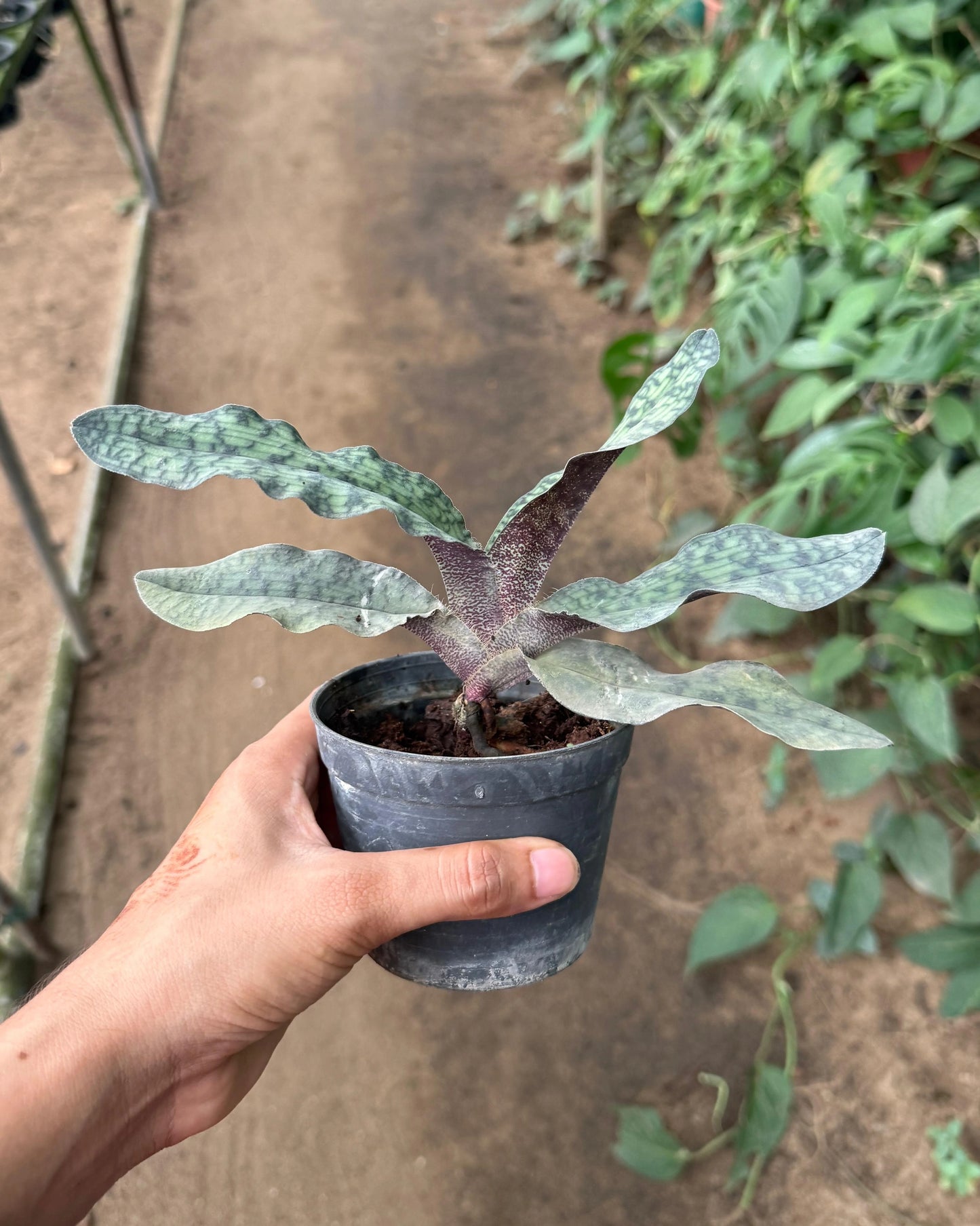 Paphiopedilum Malipoense