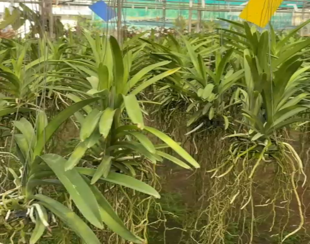 Vanda Mimi Palmer Hybird (Multi Head plants)