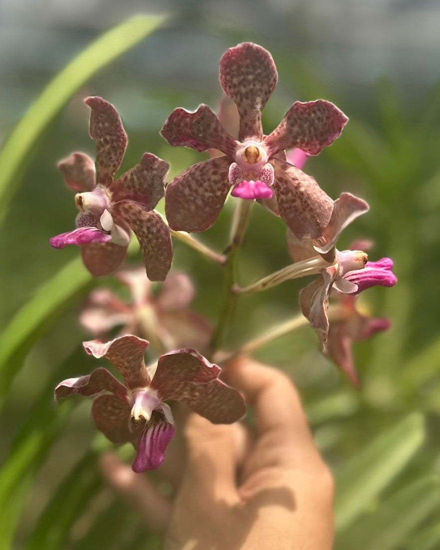Vanda Mimi Palmer Red