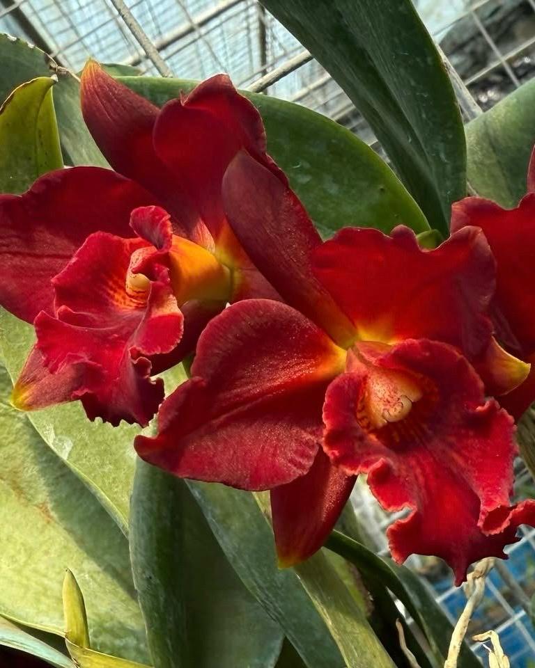 Cattleya Mini Doris Red Dragon