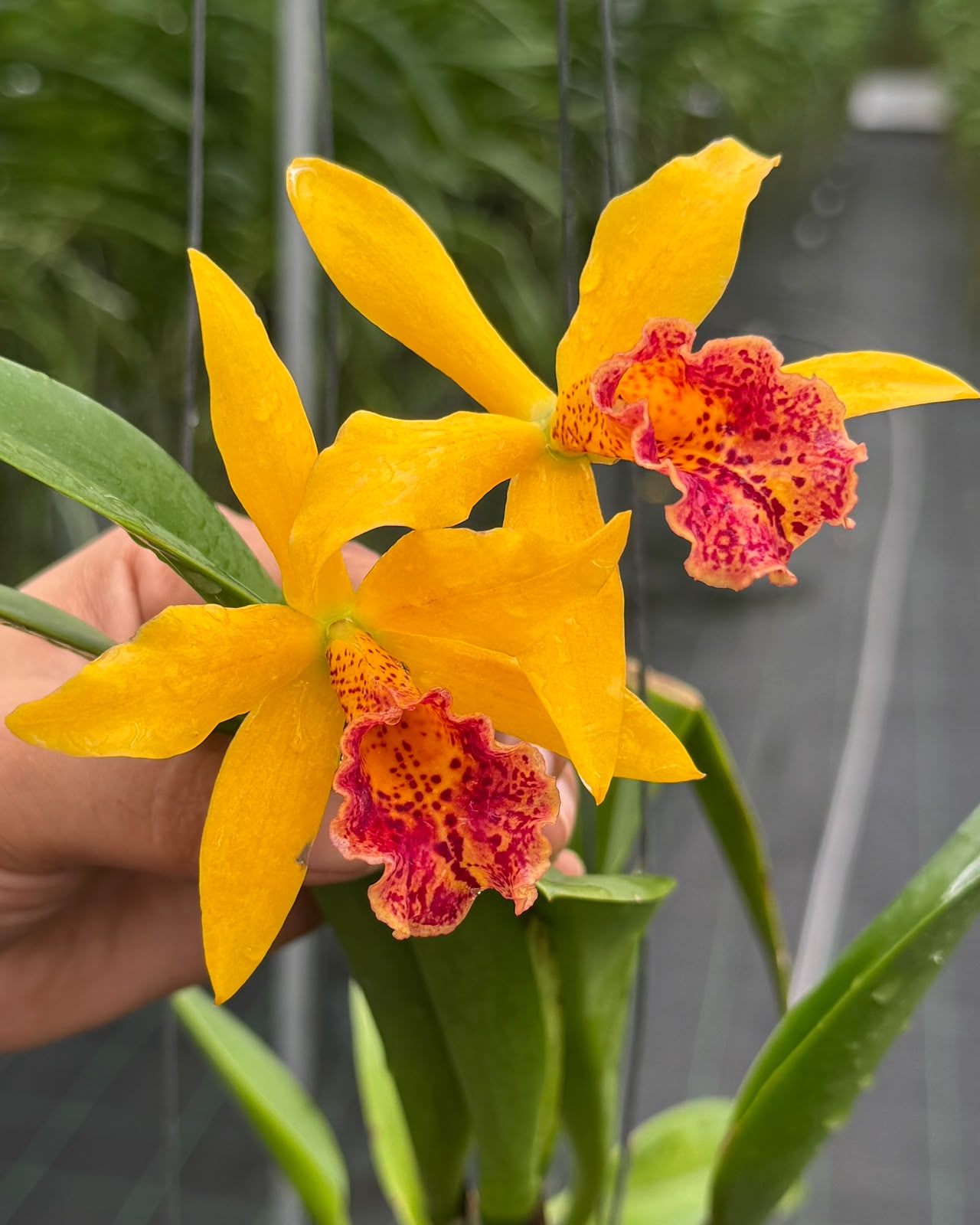 Cattleya Moonlight