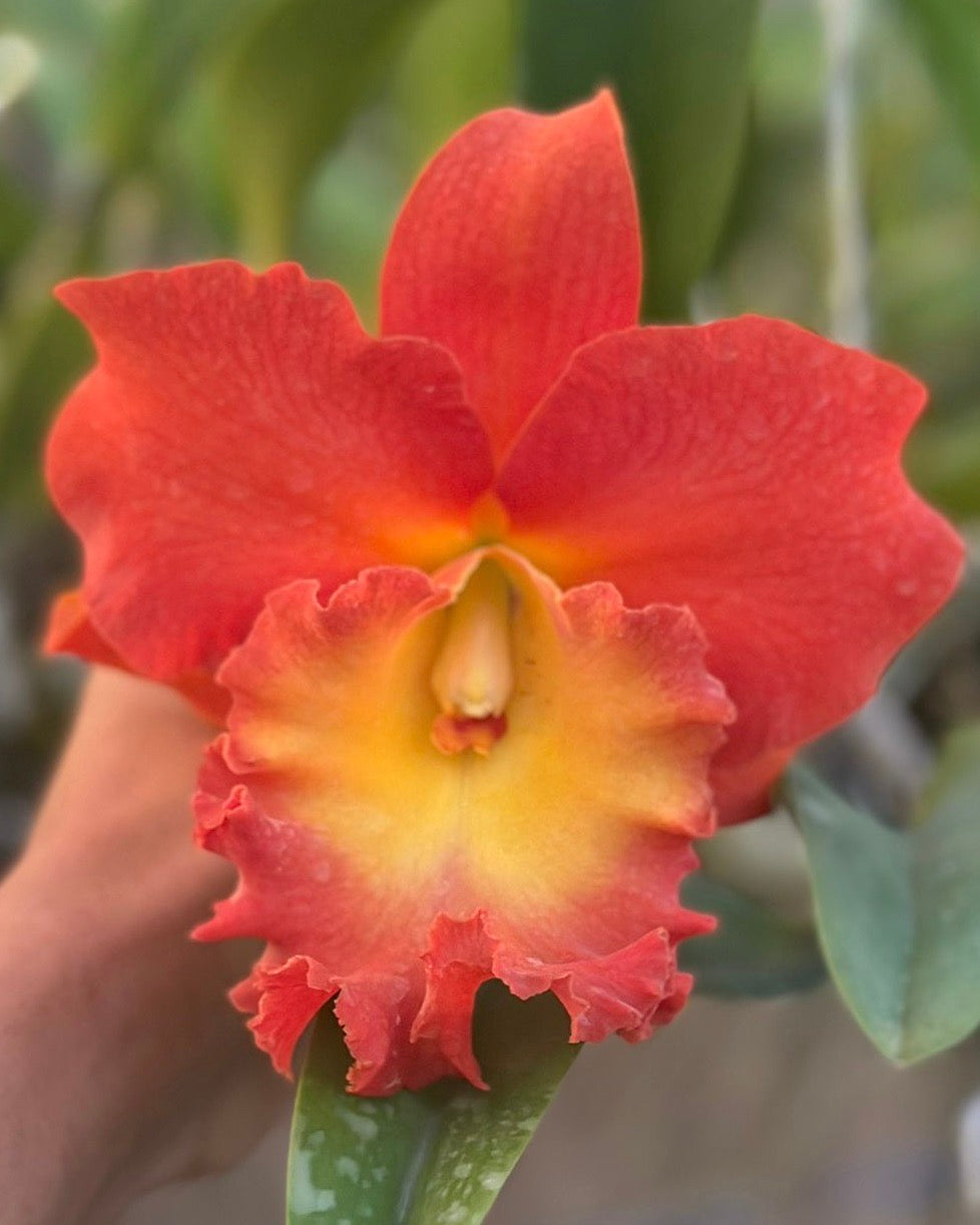 Cattleya Nakonchaisi Delight #2