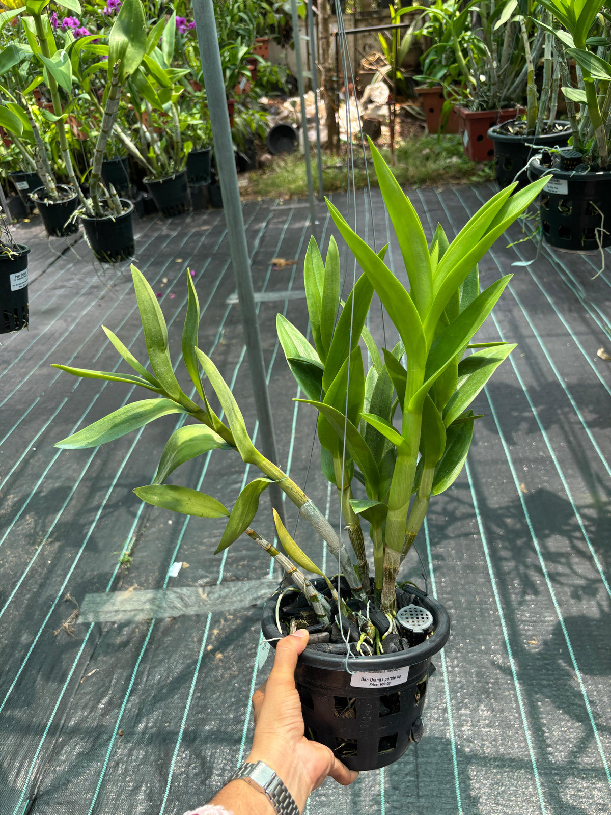 Dendrobium Orange Purple Lip (6 inch potted)