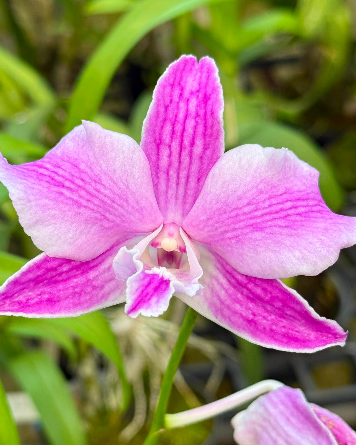 Dendrobium Pao Daow orchid – Pearl Orchids
