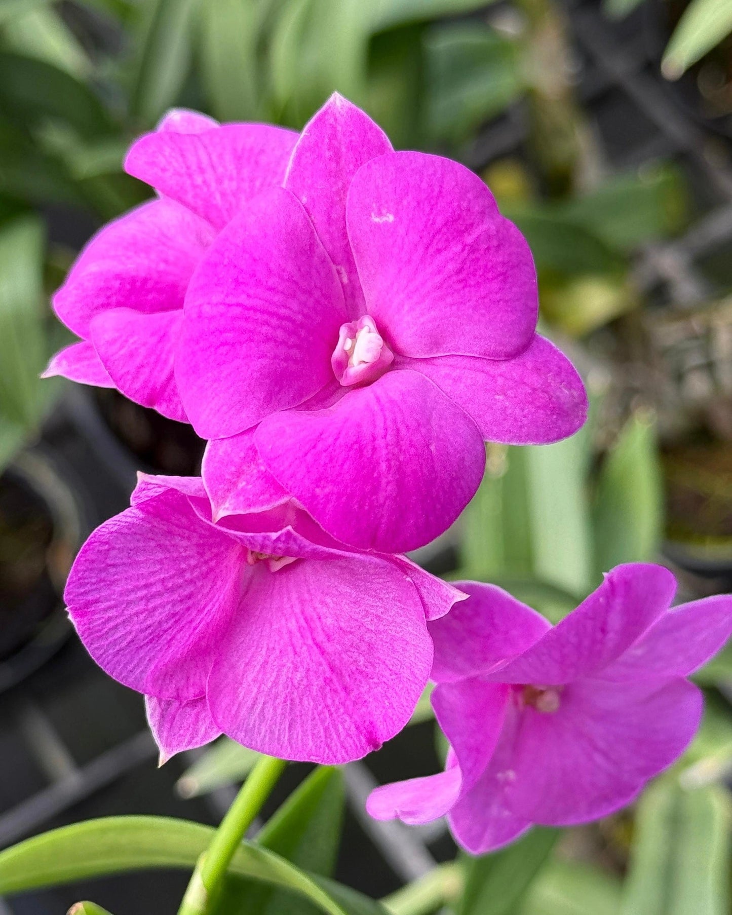 Dendrobium Pink 3 Lip