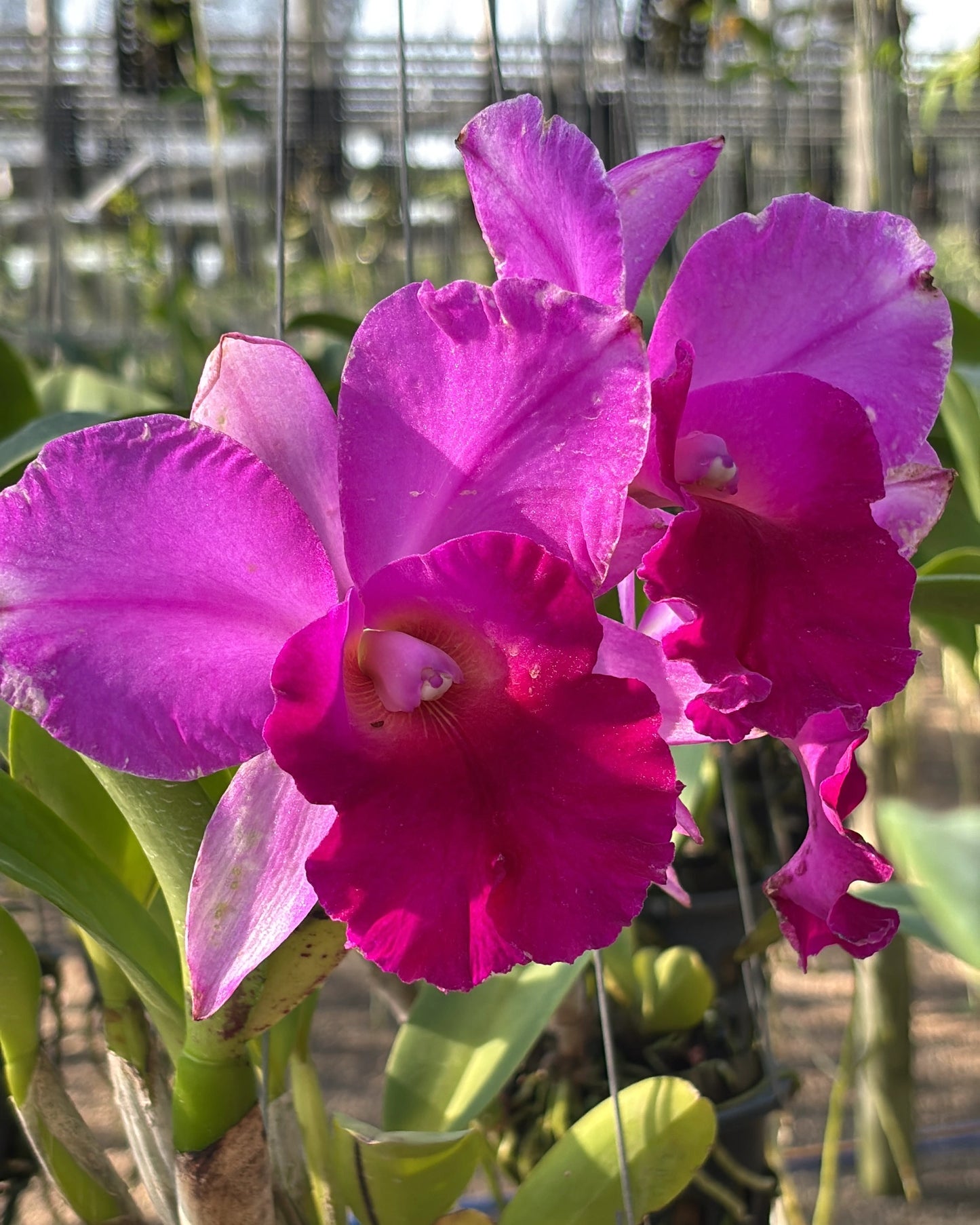Cattleya Pink AA