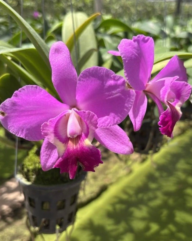 Cattleya Pink Hybrid