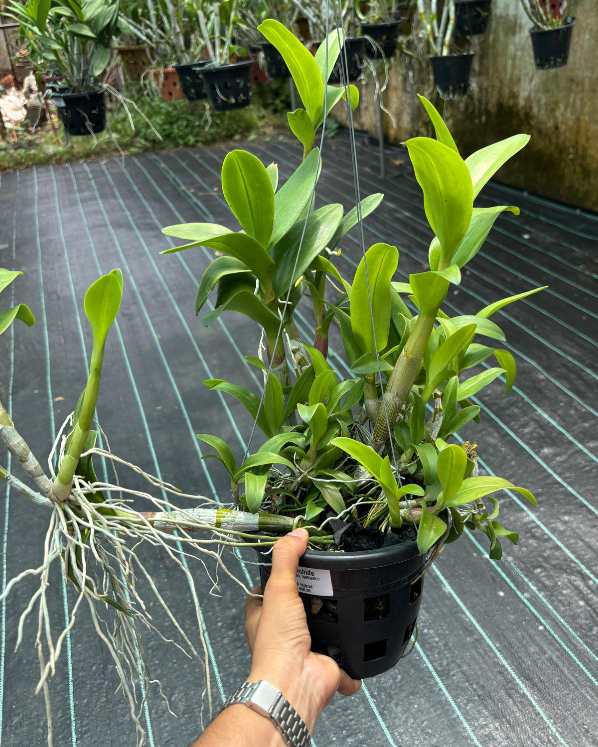 Dendobrium Pink Hybrid (6 inch Potted)