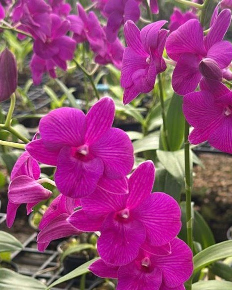 Dendrobium Pink Big Lip