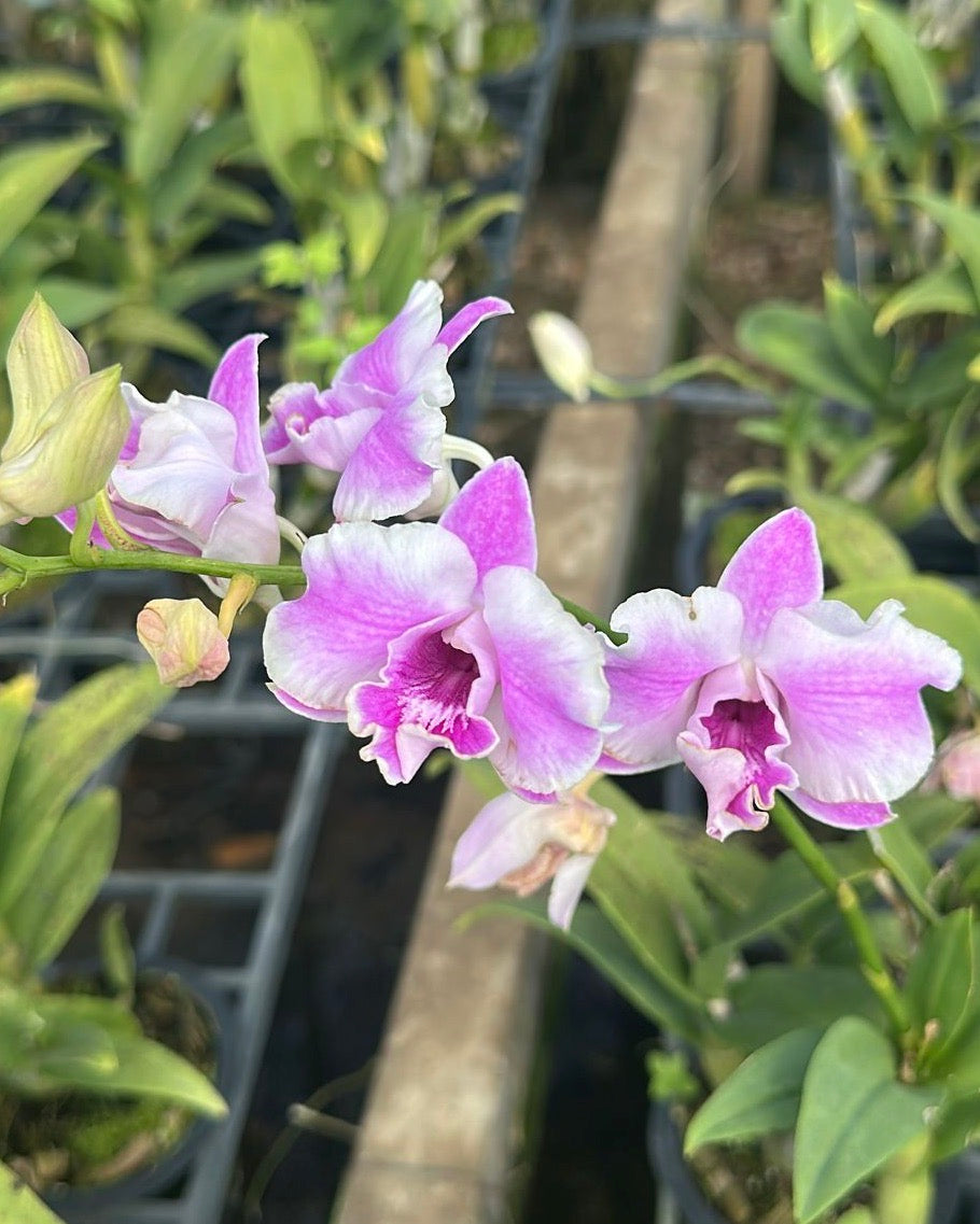 Dendrobium Pink Curly