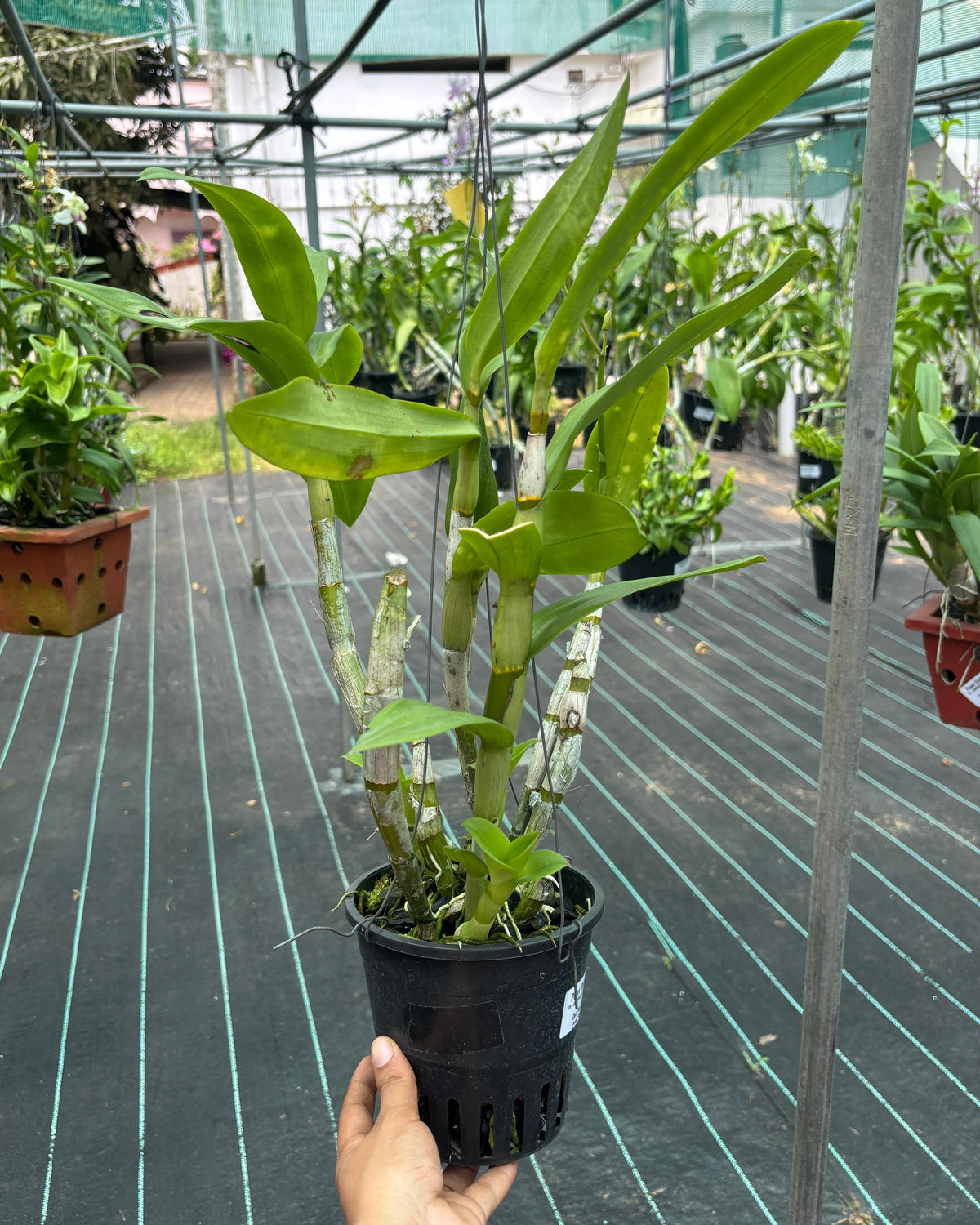 Dendrobium Popeye (5 inch Potted)