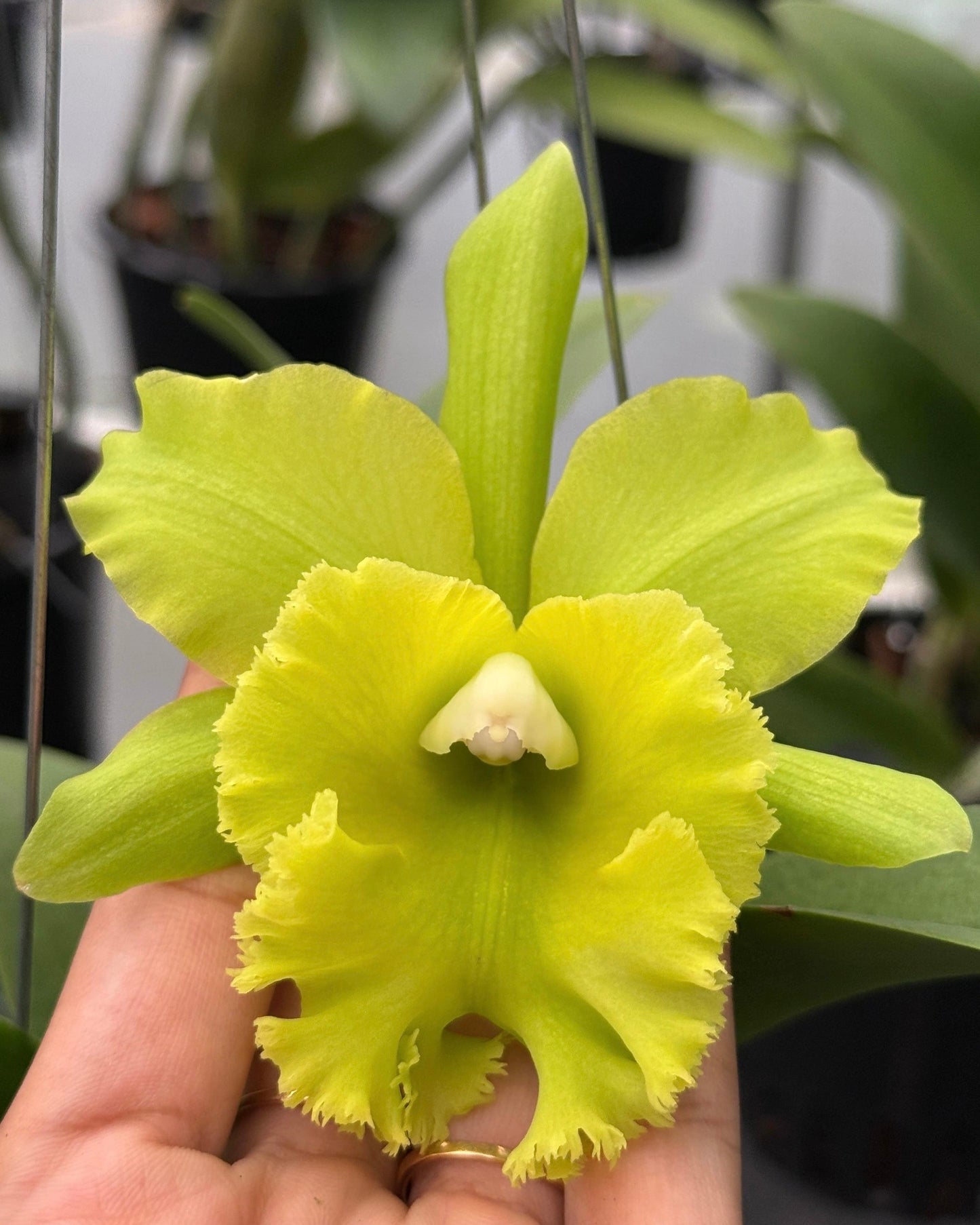 Cattleya Prada Green