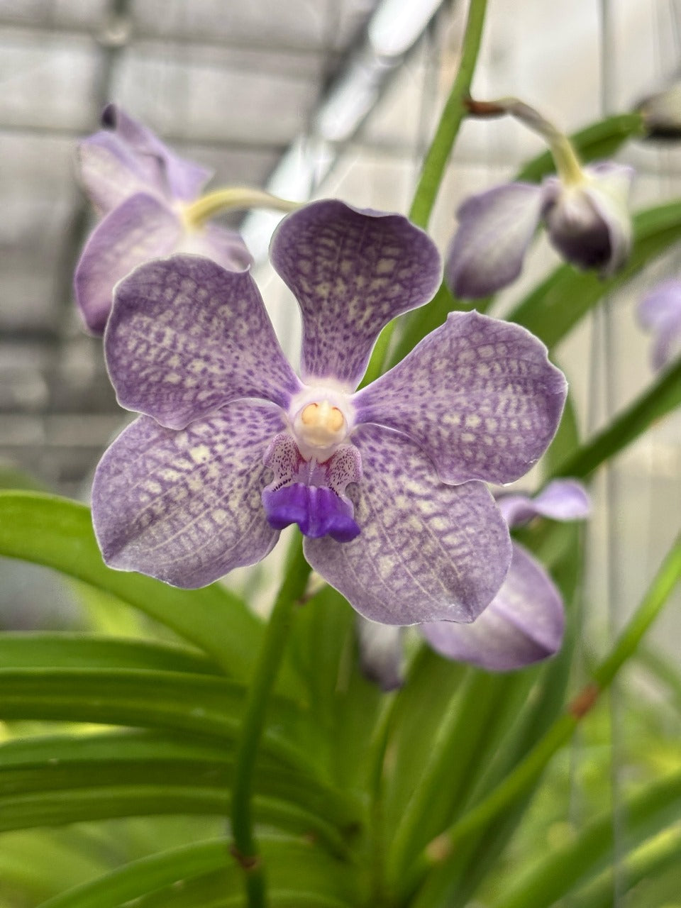 Vanda Prapawan x Mimi Palmer