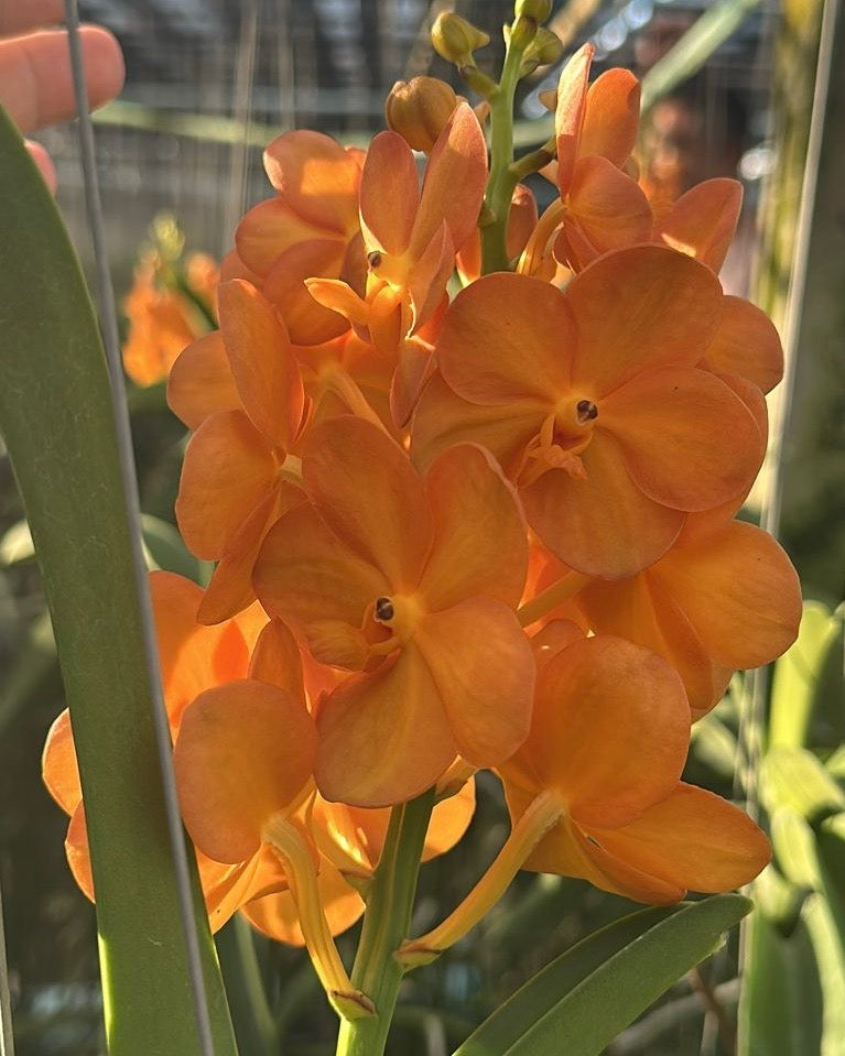 Vanda Prapawan Gold