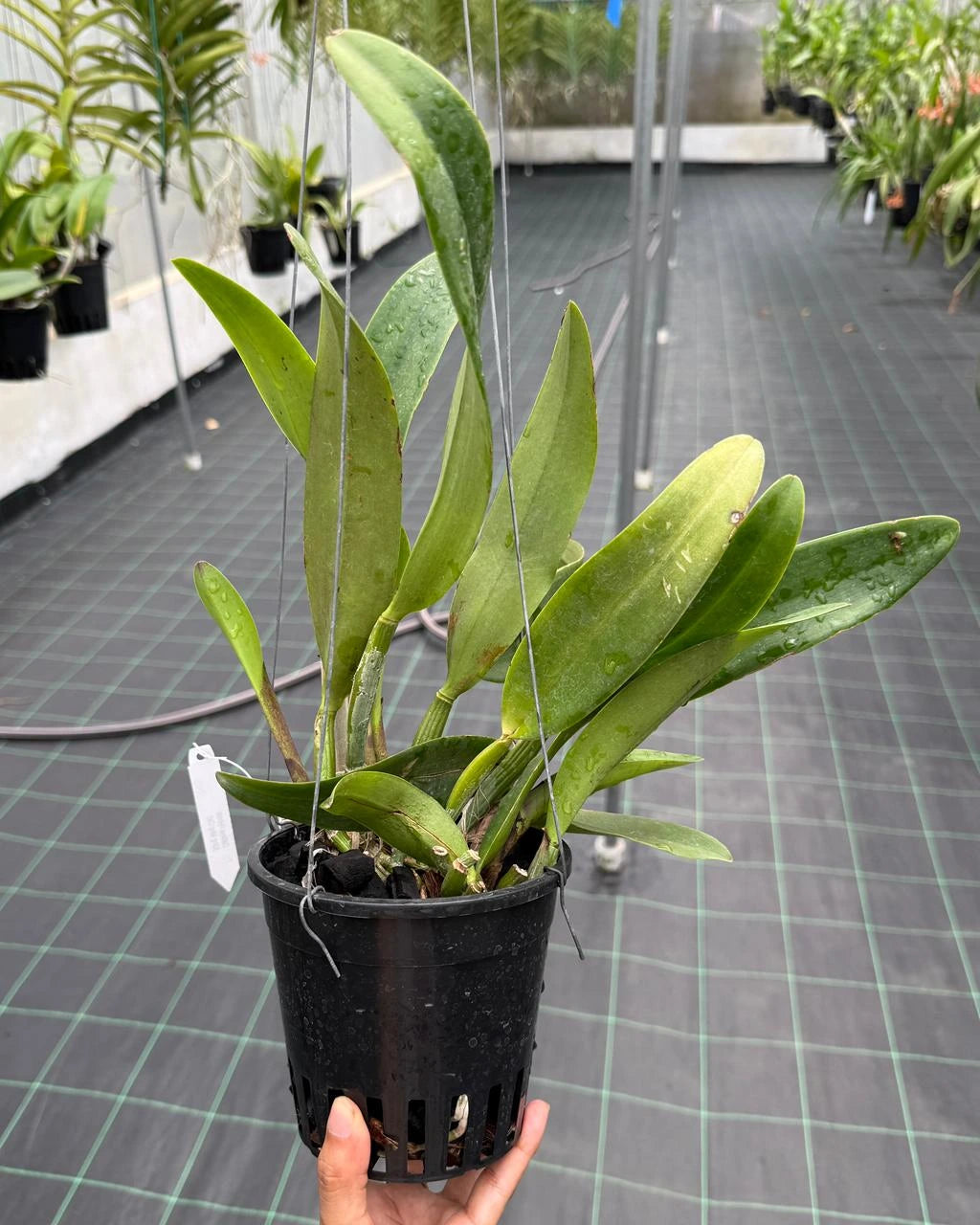 Cattleya Qing Ming Cat
