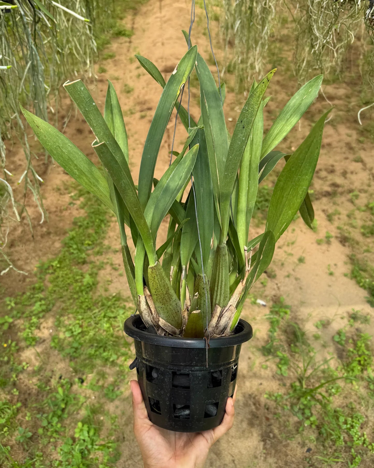 Oncidium Sharry Baby