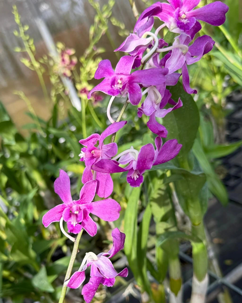 Dendrobium Small Pink