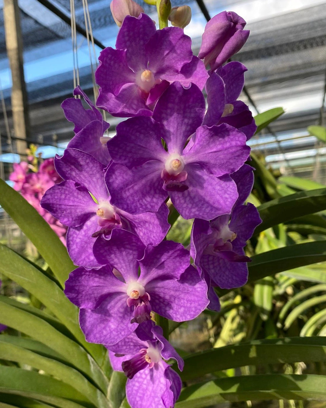 Vanda Violet Point (V.Somsri Blue Classic x V.PIne River) monster size