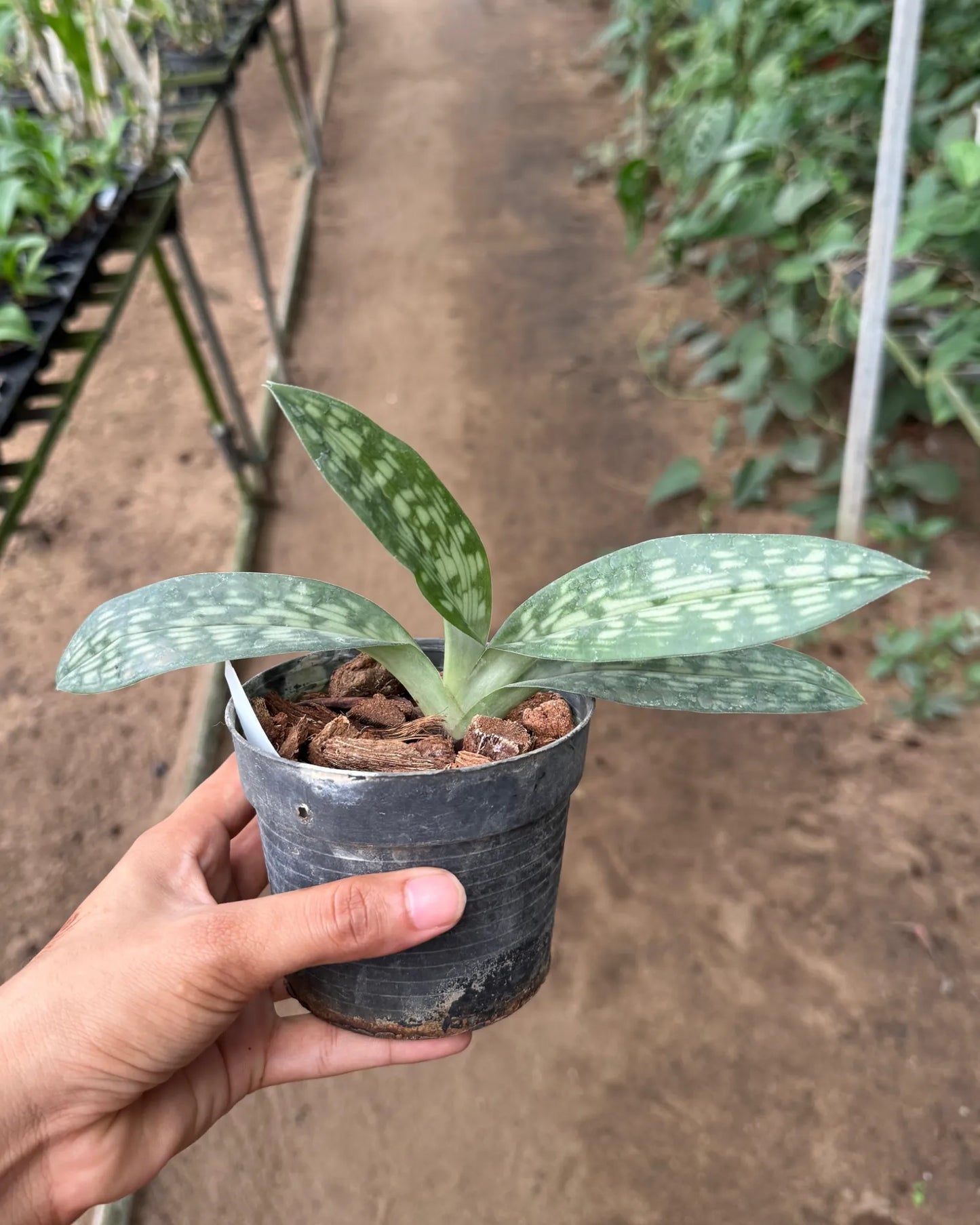 Paphiopedilum Sukhakulli