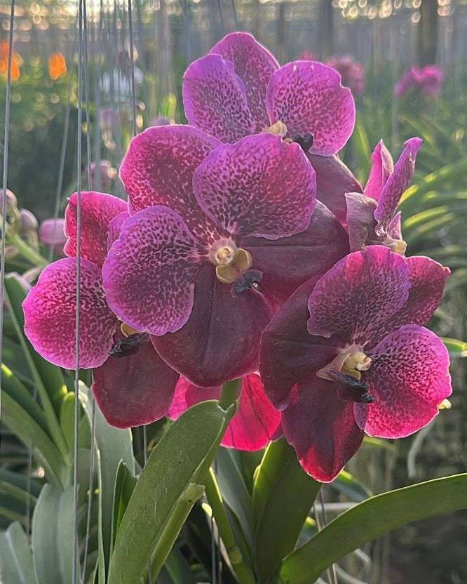 Vanda Dr. Anek x Taveesuka