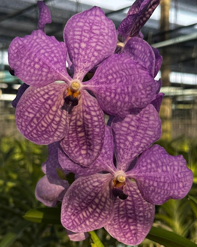 Vanda Taveesuksa x Coerulea