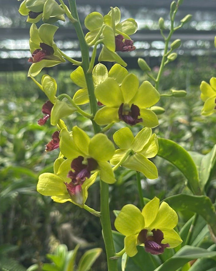 Dendrobium Thongchai Gold
