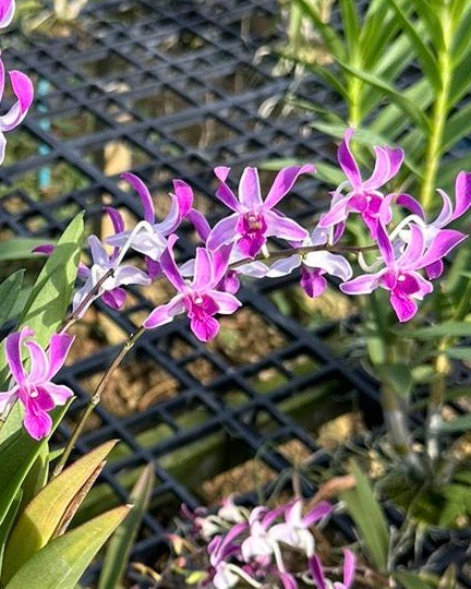 Dendrobium Uthai Red
