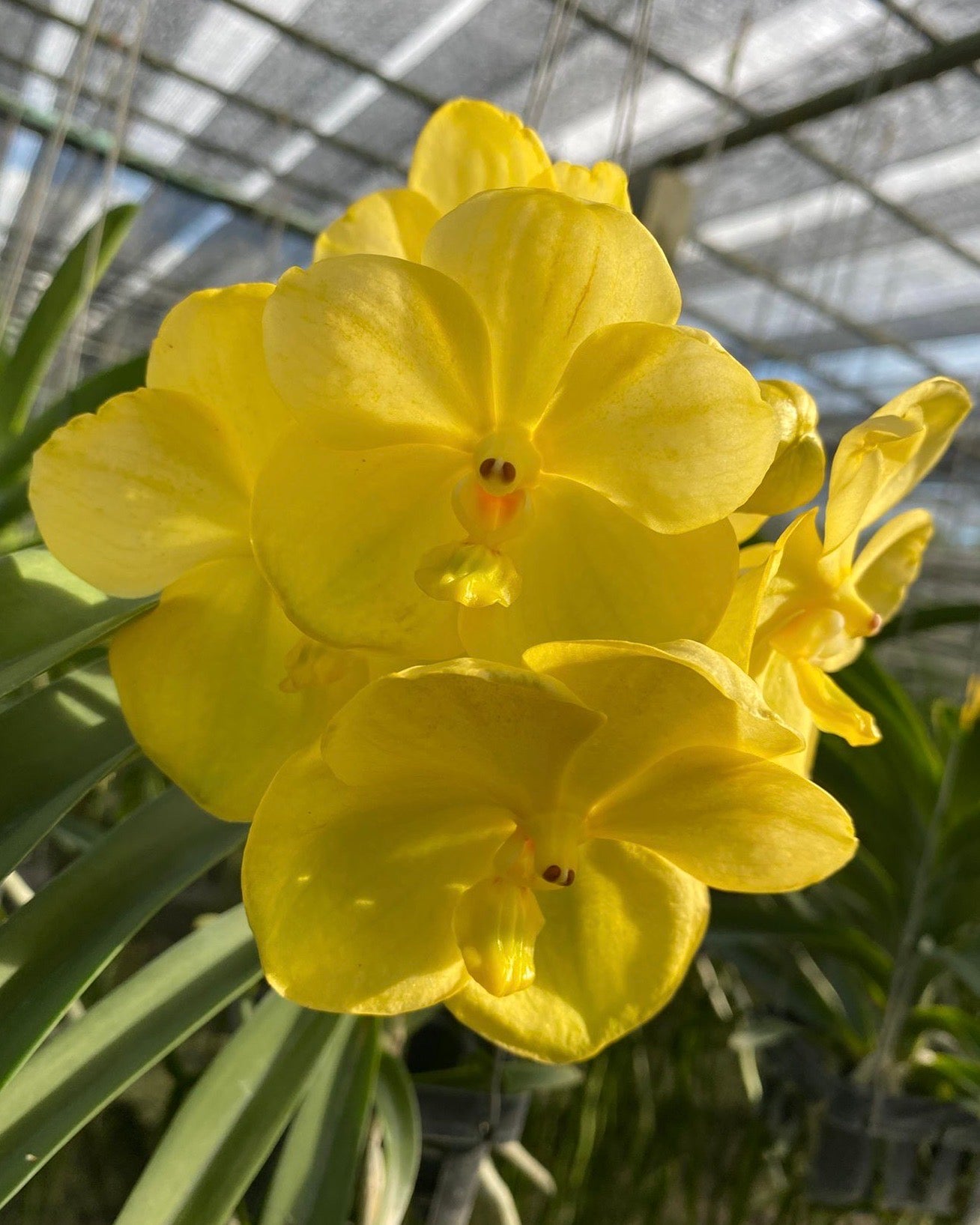 Vanda Prathom Gold x Jakkit Gold