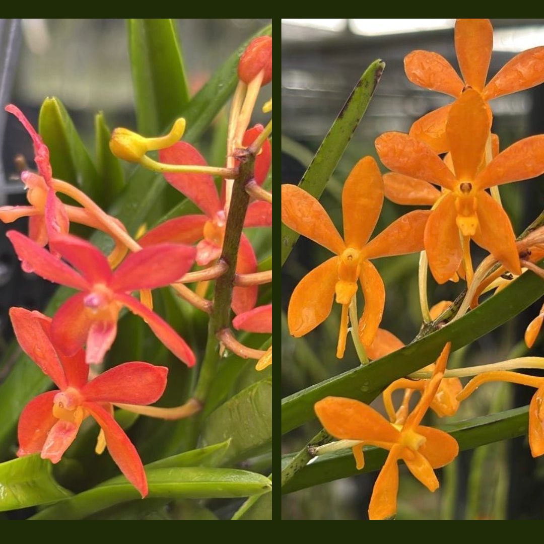 vanda Falcata x Vaewravee Gold